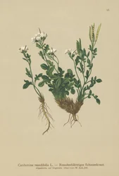 Mignonette-lehtinen katkerakrassi (Cardamine resedifolia, Arabis bellidioides, Cardamine heterophylla)