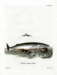 Minke Whale (värillinen kaiverrus)