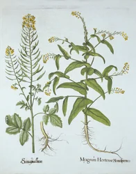 Hiirkrassi ja valkoinen sinappi, Hortus Eystettensis, kirjoittanut Basil Besler (1561-1629), pub. 1613 (käsinvärinen kaiverrus)
