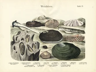 Nilviäiset, noin 1860 (värilitro).