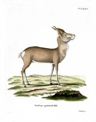 Mongolian Gazelle (värillinen kaiverrus)