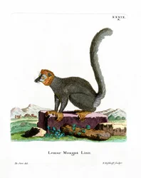 Mongoose Lemur (värillinen kaiverrus)