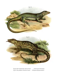 Monitor Lizard (väri litho)