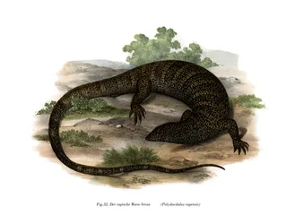 Monitor Lizard (väri litho)