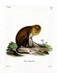 Monk Saki (värillinen kaiverrus)
