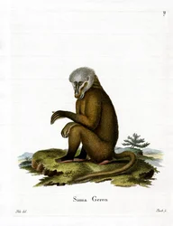 Apina (värillinen kaiverrus)