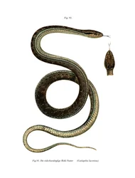 Montpellier Snake (väri litho)