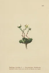 Sammaleinen saksifrage (Saxifraga bryoides)