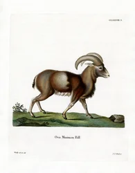 Muflon (värillinen kaiverrus)