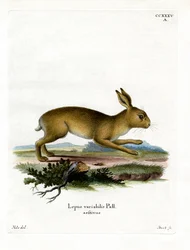 Mountain Hare (värillinen kaiverrus)