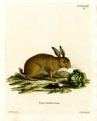 Mountain Hare (värillinen kaiverrus)