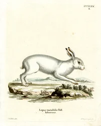 Mountain Hare (värillinen kaiverrus)