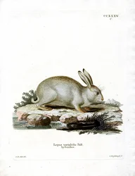 Mountain Hare (värillinen kaiverrus)