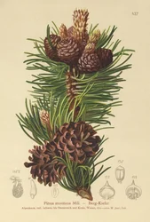 Vuorimänty (Pinus montana, Pinus mugo)