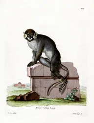 Viikset Guenon (värillinen kaiverrus)