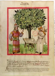 Ms.Lat.9333 fol.11 Harvesting muskottipähkinä, Tacuinum Sanitatis