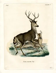 Mule Deer (värillinen kaiverrus)
