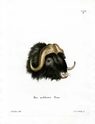 Musk Ox Head (värillinen kaiverrus)