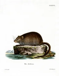 Piisami (värillinen kaiverrus)