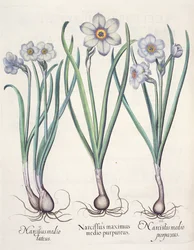Narcissus: 1. Narcissus suurin purppuran joukossa; 2. Narsissi keskellä; 3. Narcissus purpureus, Basil Beslerin (1561-1629) Hortus Eystettensisistä, pub. 1613