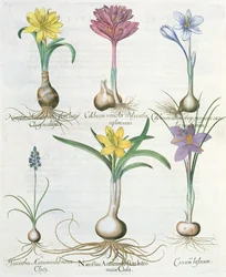 Narsissit, krookukset ja hyasintti: 1. Narcissus autumnalis; 2.Hyacinthus autumnalis; 3.Crocum biflorum; 4. Kolkium-albumi; 5. Colchium versicolor; 6. Narcissus autumnalis, Ba. Hortus Eystettensisistä