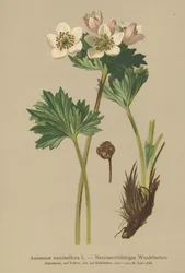 Narcissus-kukkiva anemone (Anemone narcissiflora)