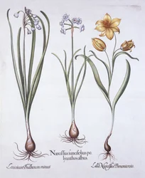 Narsissi, tulppaani ja kesälumihiutale, Hortus Eystettensis, kirjoittanut Basil Besler (1561-1629), pub. 1613 (käsinvärinen kaiverrus)