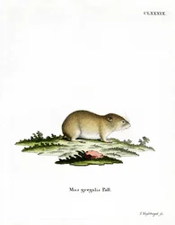 Kapeapäinen myyrä (värillinen kaiverrus)