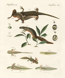 Merisalamanterin luonnonhistoria (värillinen kaiverrus)