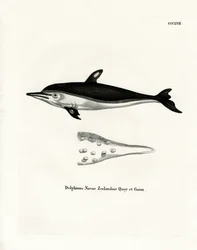 New Zealand Dolphin (värillinen kaiverrus)