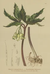 Yhdeksänlehtinen korallivierre (Dentaria enneaphyllos)