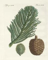 Norfolk Island Pine (värillinen kaiverrus)