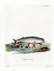 Northern Bottlenose Whale (värillinen kaiverrus)