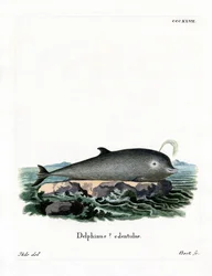 Northern Bottlenose Whale (värillinen kaiverrus)