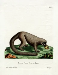 Northern Olingo (värillinen kaiverrus)