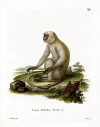 Northern Plains Grey Langur (värillinen kaiverrus)