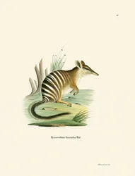 Numbat (värillinen kaiverrus)