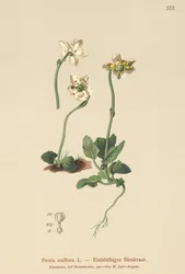 Yksikukkainen talvivihreä (Pirola uniflora, Pyrola uniflora, Moneses uniflora, Monesis uniflora)