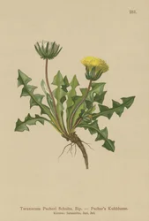 Pacheris voikukka (Taraxacum Pacheri)