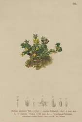 Vaalea kivikko (Sedum alpestre, Sedum repens, Sedum rubens)
