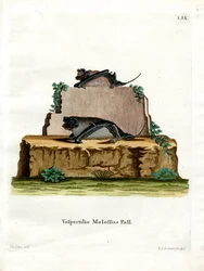 Pallaksen mastiffilepakko (värillinen kaiverrus)