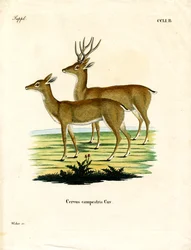 Pampas Deer (värillinen kaiverrus)