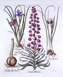 Persian lilja ja iirikset, Hortus Eystettensis, kirjoittanut Basil Besler (1561-1629), pub. 1613 (käsinvärinen kaiverrus)