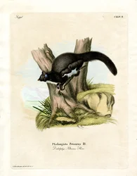 Petaurine Opossum (värillinen kaiverrus)