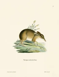 Possujalkainen Bandicoot (värillinen kaiverrus)