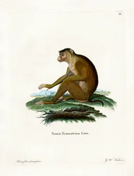 Sianhäntämakaki
