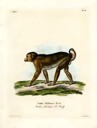 Sianhäntämakaki