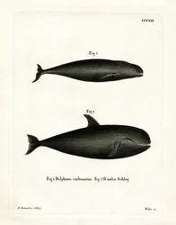 Pilot Whale (värillinen kaiverrus)