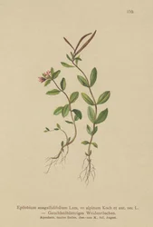 Pimpernel Willowherb (Epilobium anagallidifolium, Epilobium alpinum)