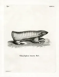 Pink Fairy Armadillo (värillinen kaiverrus)